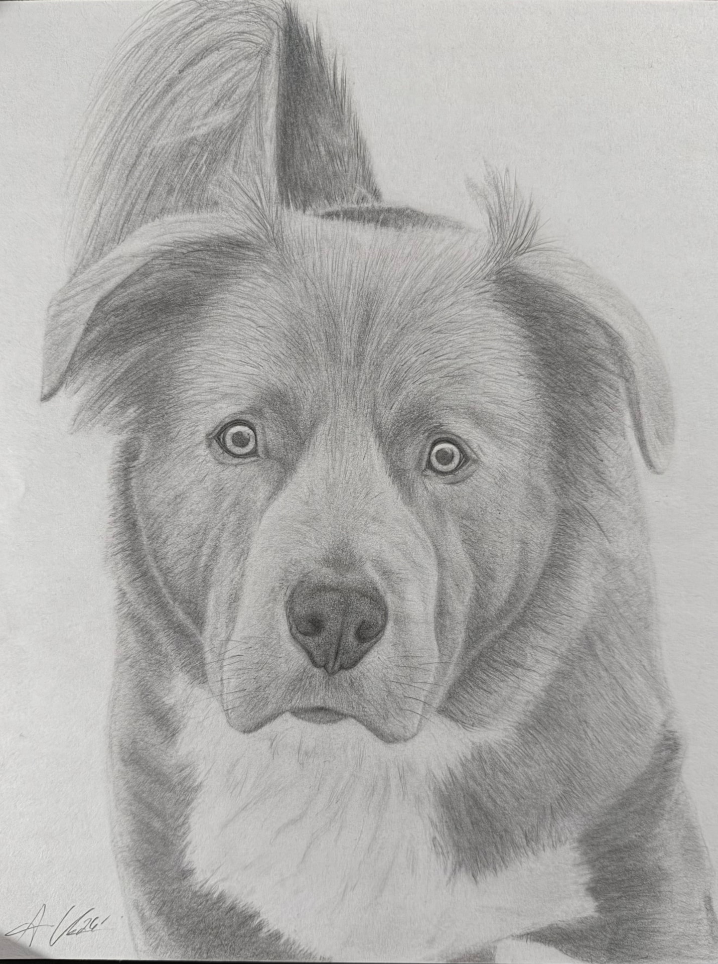 Graphite portrait of a border collie