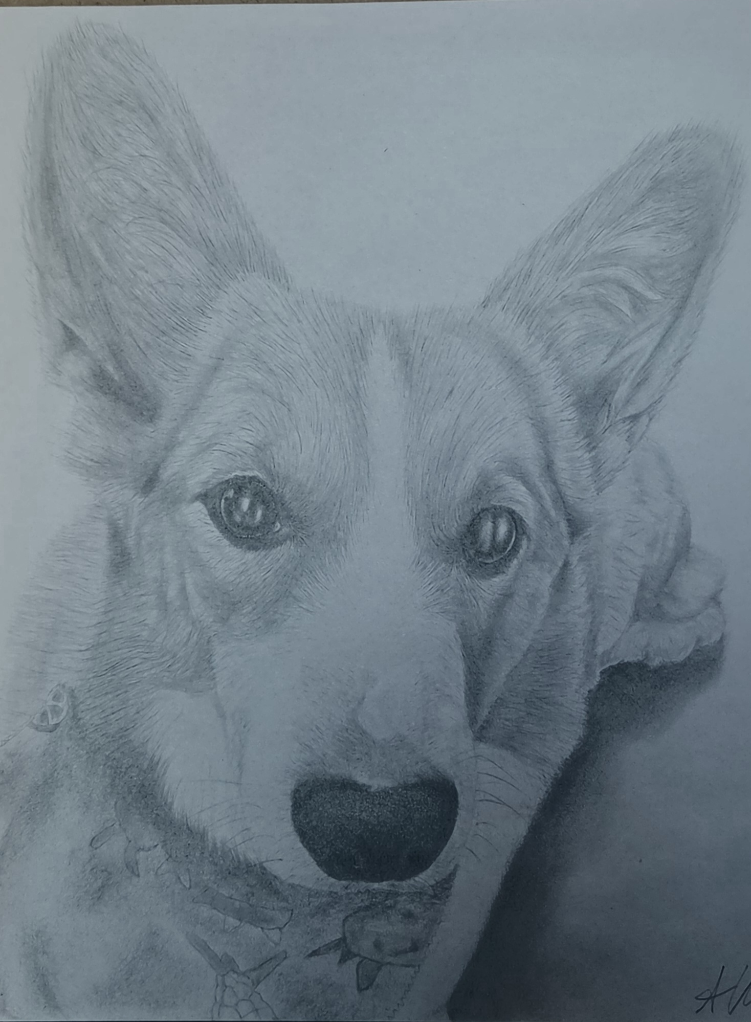 Graphite portrait of a corgi